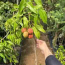 Muda de Lichia - Produzindo