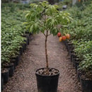 Muda de Lichia - Produzindo