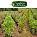 Muda de Lichia - Produzindo